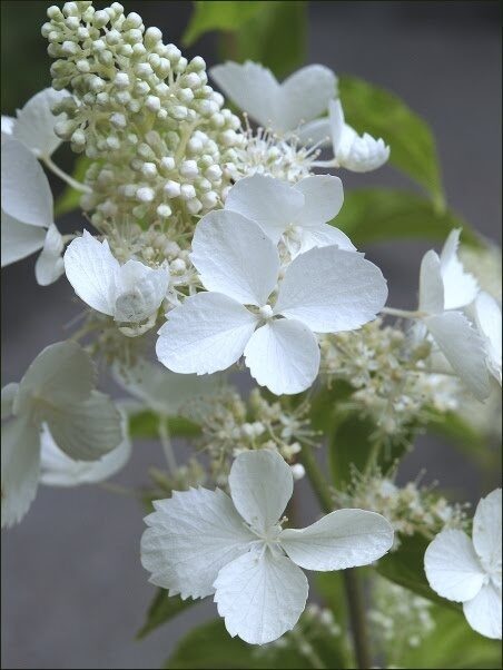 Hydrangea paniculta White Lady- hortenzija